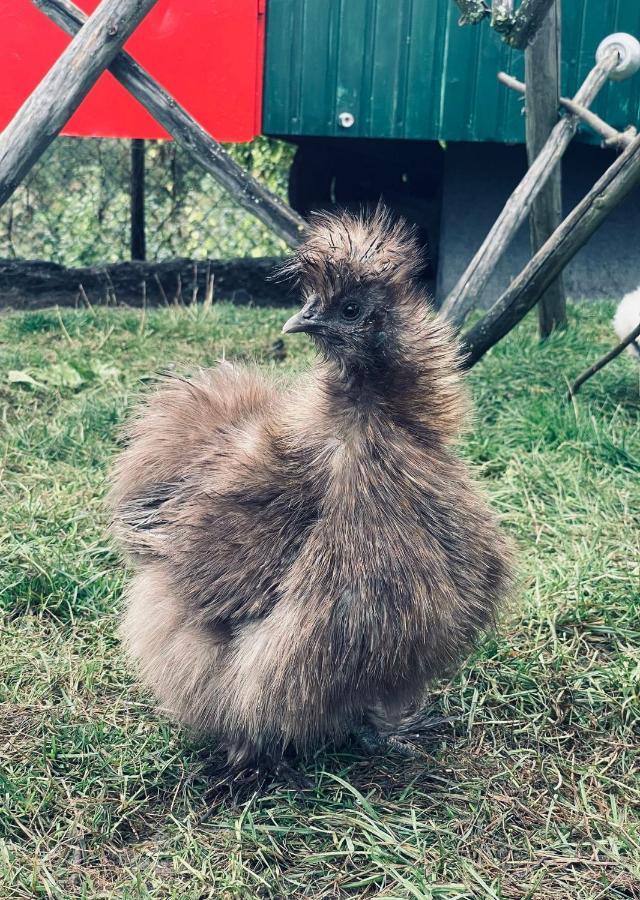 Ferienwohnung Seidenhuhn Kiefersfelden Εξωτερικό φωτογραφία