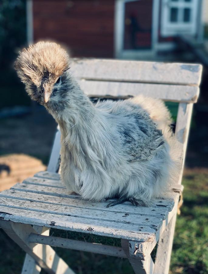 Ferienwohnung Seidenhuhn Kiefersfelden Εξωτερικό φωτογραφία